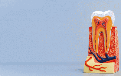 القناة الجذرية